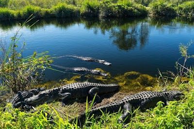 Everglades National Park