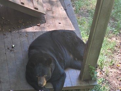 Bear Hollow Zoo