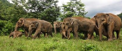 Elephant Nature Park