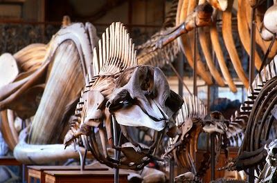 Galerie de Paléontologie et d'Anatomie comparée