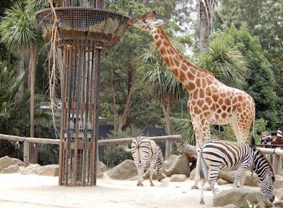 Melbourne Zoo