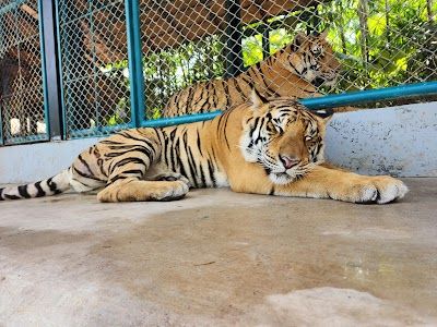 Tiger Park Phuket