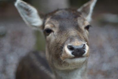 Wildpark Poing
