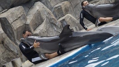 Batumi Dolphinarium