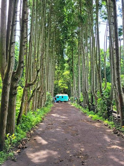 Secret Forest
