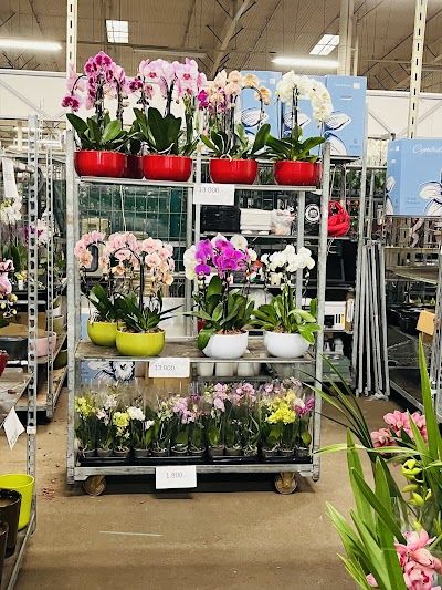 Flora Hungaria Kft.