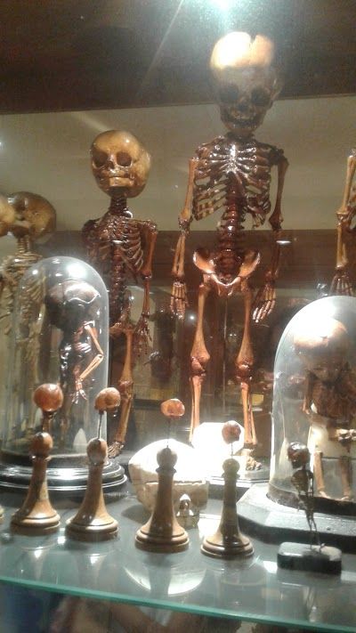 Museo di Anatomia Umana Filippo Civinini