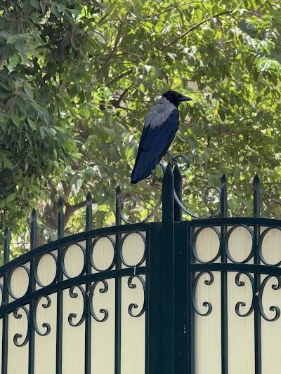 Al Maadi